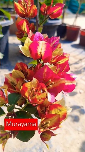 Bougainvillea: The Ultimate Guide to Varieties & Care
