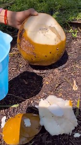 7.6K views · 52 reactions | Easy and quick golden coconut cutting skills For fruit lovers | Fruits Man | Facebook