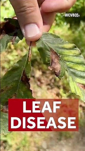 Fall foliage affected by Beech leaf disease