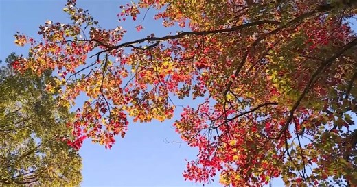 Fall colors in North Carolina: Your guide to when the leaves change for peak viewing