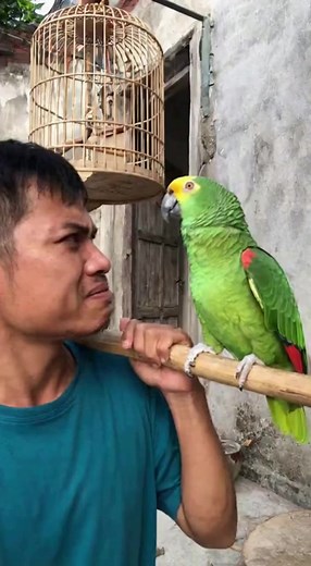 587K views · 3.6K reactions | Cãi một hồi vẫn chưa biết ai ngu沈凉 #ai #prompts #trend #funny #fyp #animal #funnyvideo #soraai #comedy #AI #aianimal #parrots | Truyền lửa Tích cực | Facebook