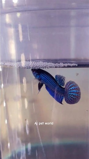Mahachai wild betta growth 80 days , bottling size betta #Mahachai #ajpetworld #bettafish #wildbetta