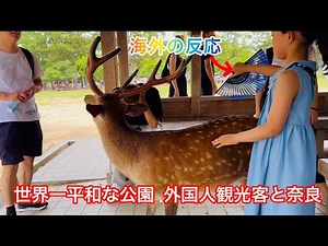 世界一平和な公園 外国人観光客と奈良Nara Park deer 🦌 in japan