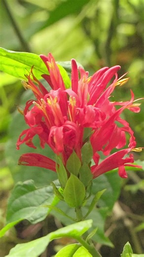 Day 55/365 of posting nature content! 🌺🌿 Dominica’s flora is a vibrant tapestry of life—lush ferns, towering trees, tropical blooms, and rare plants found nowhere else. Every corner of the island bursts with color, texture, and scent, reminding us that nature here doesn’t just survive, it thrives. #NatureIslandBeauty #Dominica #IslandFlora #TropicalVibes #LushLandscapes #NatureIsle #365DaysOfNature #365Challenge