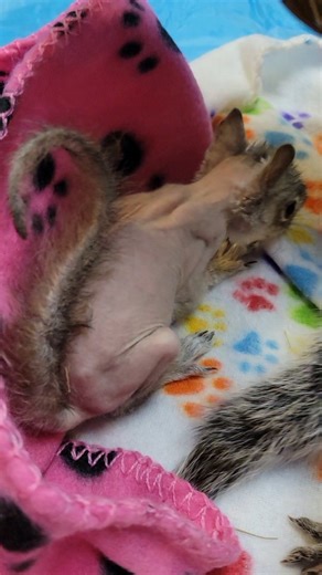 I introduced Piglet to Poe & Penny. He's quite a bit smaller, even though he's roughly the same age. He was shy at first, but it's been a few days now, and I think having some littermates has helped to boost his confidence. #babysquirrel #babysquirrels #easterngreysquirrel #squirrelrescue #squirrelrehab #wildliferehabilitation #wildliferehab #wildliferehabilitator #squirrelsofinstagram #squirrelvideos #squirrelsoffacebook #poesquirrel #pennysquirrel #pigletsquirrel | chipchloesquirrel