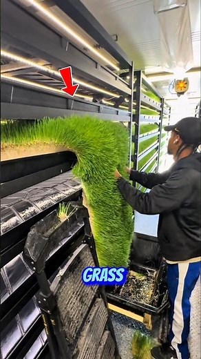 Soil-Free Super Feed: What Is Fodder Grass?