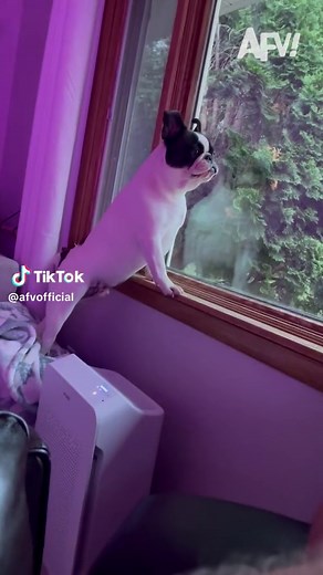 Playful Dog Excitedly Chasing Bunnies Outside | AFV Dogs