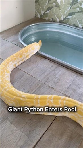 Giant Python Enters Pool 😱🐍#shorts #python