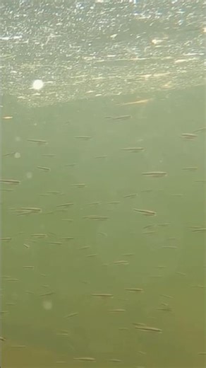 Look At All Them Bass Lions‼️#largemouthbass #fishing #catchandrelease #bigfish #angler #shorts