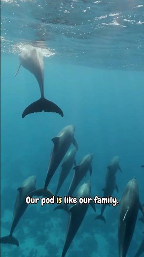 Dolphins Are Mammals Just Like You! 🐬 Dolphin Facts #natureforkids #animalfacts