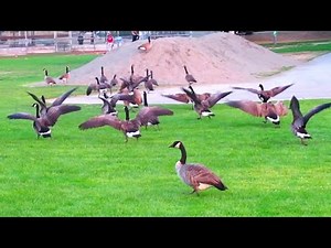 Canada Geese vs Raven