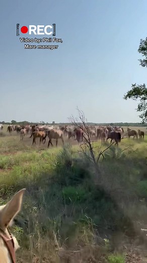 “…..and, then God made a Cowboy.” #FourSixesRanch #6666Ranch #WesternLifetsyle #QuarterHorses #Peaceful #OpenRange #Maresandfoals #6666