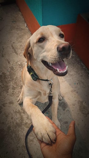 this is the reason 🙏 youtube link below to continue with the end #sorts #vairal