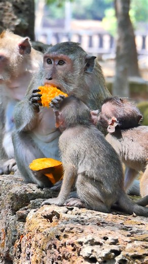 11K views · 176 reactions | My food, just look, don't touch #LovelyMonkey #BreezyMonkey #BlackyMonkey #beanMonkey #ButtonMonkey #AmberTroop #MonkeyReels | Lovely Monkey | Facebook