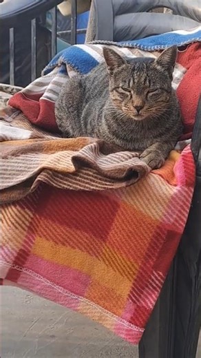 Sad Pichu maou for her kitten | #shorts #youtubeshorts #ytshorts #cat