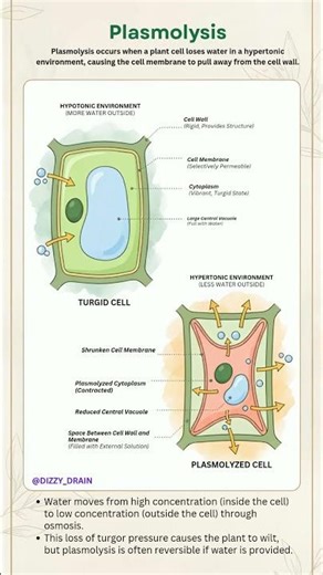 Plasmolysis | Turgid & Plasmolyzed cell | Education learning