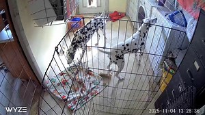 It's been a few months since I hung Piyat's pinata in the utility room. The camera is pointed too low to see the pinata, but he noticed the moment he ran to that room. He's so entertaining... guess that comes with the registered name!🤣🤣 | Systematic Training 4 dogs