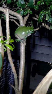 Fat Green Tree Frog