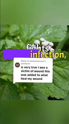Goat Weed: The Natural Healer for Faster Wound Recovery 🌿💚 #NaturalHealing #GoatWeed