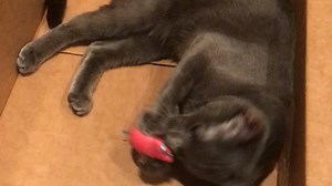 Watch Playful, interactive cats on Amazon Live