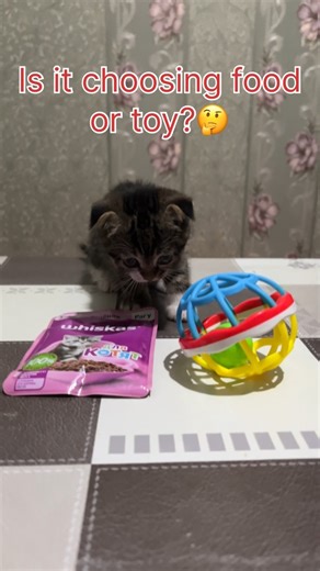 Is it choosing food or toy?🤔 #cat #shorts