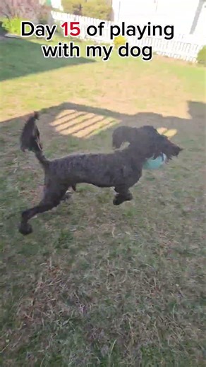 Day 15 of playing with my dog #animals #puppy #shorts #cockapoo #cute #dogs