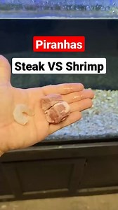 96K views · 292 reactions | Piranhas Steak VS Shrimp What Will They Eat First？ #Piranha #fish #feeding #fishtank | Fish With Tony Mustache | Facebook