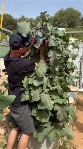 8.5K views · 15K reactions | Descarga una copia del manual de hidroponia paso a paso en el enlace de este perfil #Hidroponía #ManualHidroponía #HuertoEnCasa #huertoencasa #hidroponia #cultivohidroponico #hidroponia #cultivohidroponico | Cultiva inteligente | Facebook