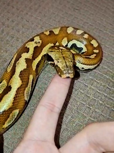 Blood Python (Python Brongersmai🐍🔴) #python #piton #snake #pet #fyp