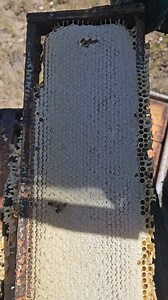 "Panales de miel completamente llenos [ simplemente hermoso ]" ✨️🐝🍯😍❤️‍🩹 #apicultura #apicultor #mexico #naturelovers #beekeeper #beerlovers #beemovie #colmena #fyp #parati #viral #trending #colmena #abejas #miel #nature #bees #honey | Miel pura de abeja