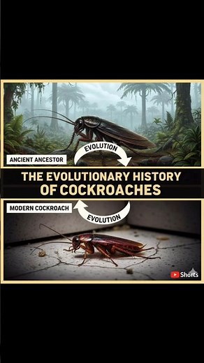 The Evolutionary History of Cockroaches 🪳 | Survivors for 300 Million Years