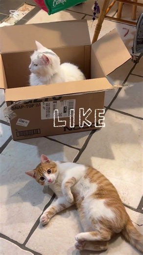 Cheetos wants in the boxtoo! #cat #catvideos