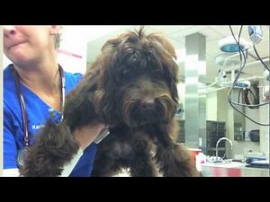 UF veterinarians save dog with tetanus infection »  College of Veterinary Medicine » University of Florida