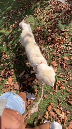 2.5K views · 442 reactions | No problems here 沈 . . . Golden...