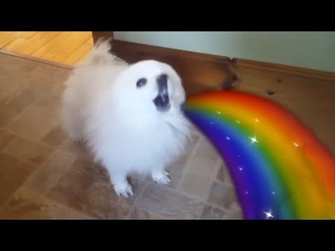 Sunshine Rainbow White Doggo