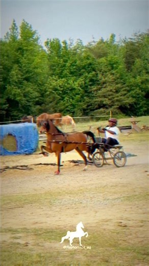 First time ￼driving a hackney pony ￼. I’m in love with it. #hackneypony #ponies #ponyparty