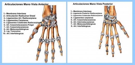 Articulaciones de la MANO | FisioStar