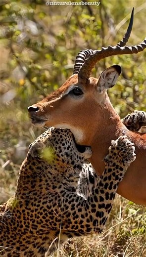 Leopard’s Silent Attack on Impala! #shorts