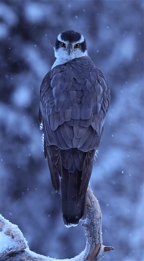 The incredible northern goshawk in the snow! ❄️🦅 #wildlife #wildlifephotography #photography