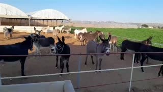15K views · 843 reactions |   The most adorable chain reaction!  Watch & listen to what happens when one of our donkeys starts braying—the whole herd joins the conversation! We hope this makes you smile as much as it made us. ‼️ #DonkeySantuary #VolumeUp #BrayTime #DonkeyRescue #LoveDonkeys | Safe Haven for Donkeys | Facebook