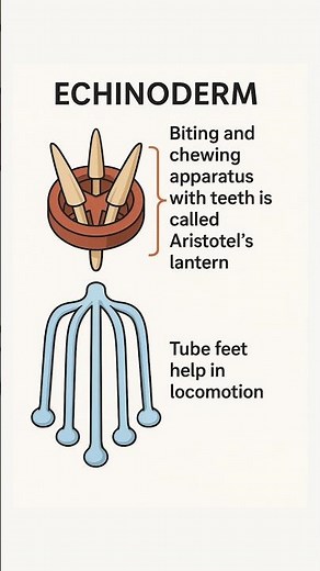 Echinoderm: Aristotle’s Lantern & Tube Feet Explained! #science #biology #shorts