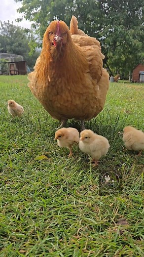 Fiona Osborne on Instagram: "Spring the Orpington out and about with the tinies closely followed by Domino the Exchequer Leghorn and one of the Puffinettes 🥰 #chicksandhens #hensandchicks #broodyhen #broodywatch #cute #cutechicks #chickenbreeder #chickenbreeding #happyhens #thegoodlife #freerangechickens #gardenhens #gardenchickens #smallholding #smallholder #homesteadlife #homesteadchickens #homesteading #bufforpington #bufforpingtons #backyardpoultry"