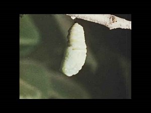 Monarch Butterfly Life Cycle: Metamorphosis and 6000km Migration