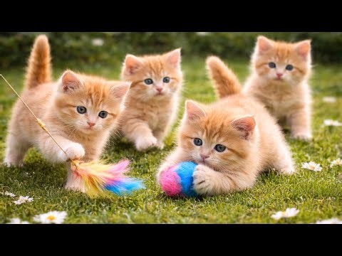 ✨😺 Funny Cat Videos with Cute Kittens Playing Outdoors | Cat Meow Sounds