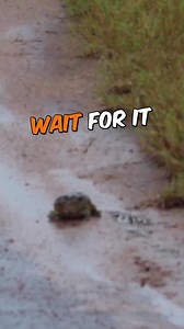 1.8K views · 13 reactions | Dwarf Mongoose Spits Out Bullfrog_R | Pet World | Facebook