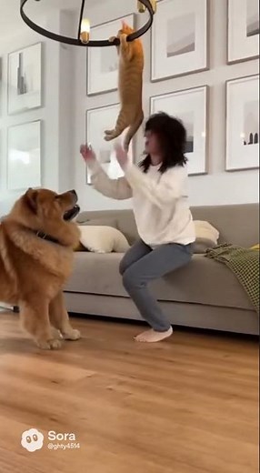 Chow Chow Pranks Sleeping Cat by POPPING a Balloon! (Cat Jumps to the Ceiling!)