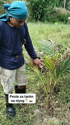 Peste sa tanim na niyog 🌴🌴🪳🪳 #provincelife #fbreels #coconutfarmers #brontispa #coconutpest #highlights | Ronald Madeja Enfermo