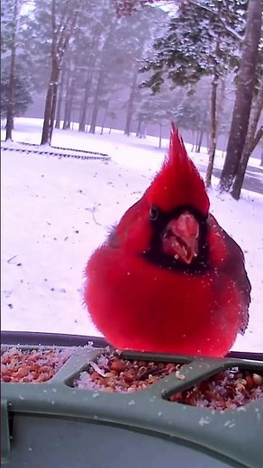 Beautiful Cardinals Feeding in the Snow ❄️ Winter Bird Watching #Cardinals #Winter #BirdWatching