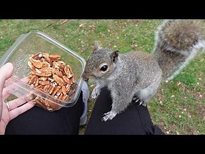 My squirrel friend has an adorable reaction when I let him pick any nut he wants