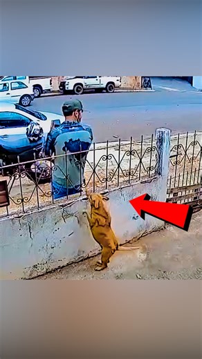 Caption: Animals proving comedy is natural | Raechelle Chase IFBB Figure Professional